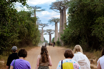 Morondava, Madagascar - May 27, 2024: Walking along Baobab Alley in Madagascar, tourists admire...