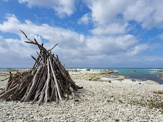 driftwood on the beach