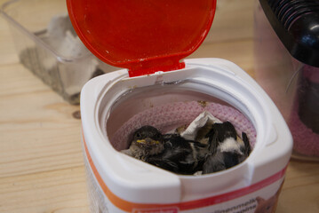 rescued baby birds ready for feeding