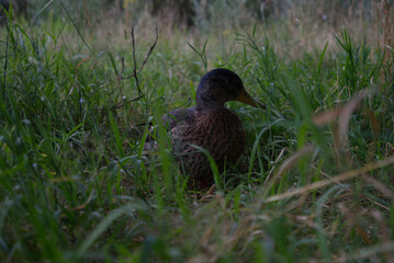 duck in the grass