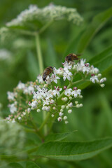 bees on a flower