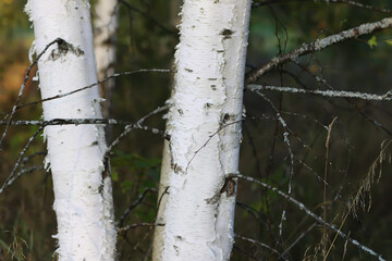 Tranquil autumn nature background in a sunset light. Birch trees.
