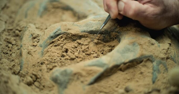 Close up shot of cleaning bones of prehistoric human or dinosaur from sand using professional tool. Archaeologist works with artifact and fossil remains of extinct civilization in archaeological lab.