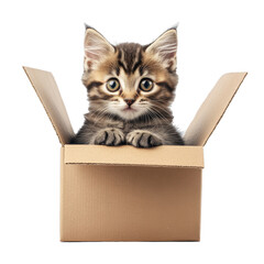 Cat in a box, isolated on transparent PNG background