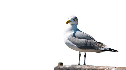 Obraz premium Seagull with ship in background - clear blue sky - copy space