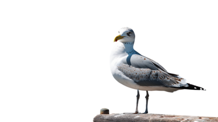 Seagull with ship in background - clear blue sky - copy space