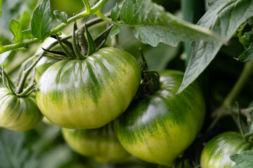 Getrocknete oder frische Tomaten  Solanum Lycopersicum 
