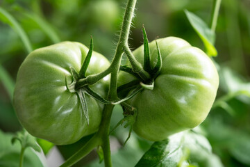 Getrocknete oder frische Tomaten  Solanum Lycopersicum 