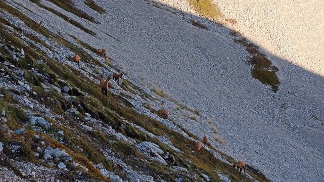 A group of chamois in natural habitat in the central mountains of Italy, Abruzzo region