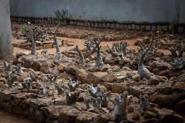 Unique baobab trees and diverse flora thrive in the arid landscape of Madagascar, showcasing the island's rich biodiversity and resilience