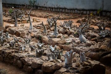 Unique baobab trees thrive in the rocky terrain of Madagascar, showcasing their distinct shapes and...