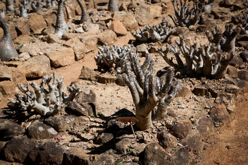 Unique baobab trees thrive in the arid landscape of Madagascar while showcasing the island's...