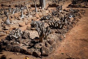 Unique landscape showcasing Madagascar's endemic flora with distinctive baobab-like plants in a rugged terrain