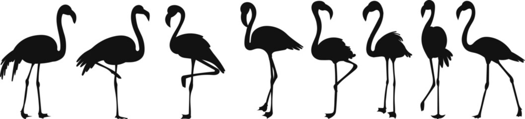 silhouette set of flamingo bird on white background vector
