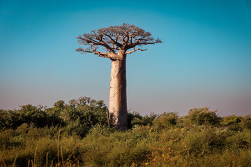 Obraz premium Exploring the unique baobab tree standing tall in Madagascar's lush landscape during a clear day