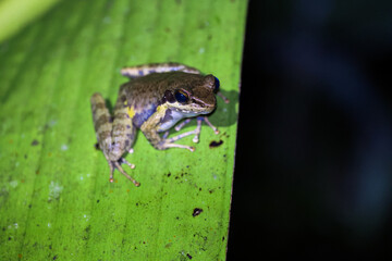 A Malagasy tree frog resting on a vibrant green leaf in the lush rainforests of Madagascar, showcasing its unique colors at dusk