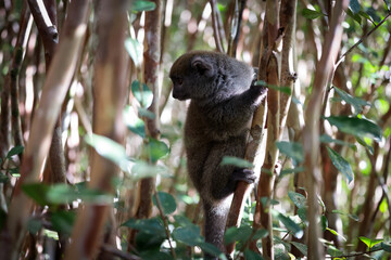 Bamboo lemur climbing a bamboo stalk in the lush forests of Madagascar during a sunny afternoon