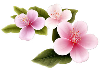 Obraz premium Elegant Array of Peach Blossoms: A Stunning Collection of Pink, White, and Red Blooms in Various Sizes, Gracefully Displayed on Long Stems Against a Black Background - Showcasing Nature’s Vibrant Beau