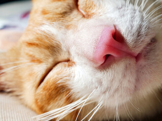 Cute feline pink nose macro close-up, White orange cat with mouth and mustache macro