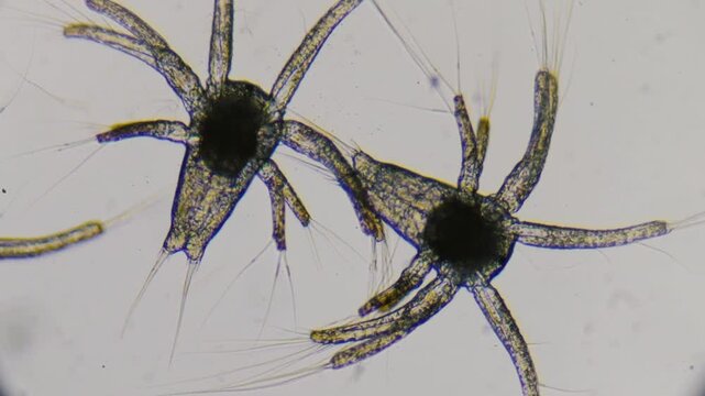 Nauplius larva of white shrimp swimming Microscopic