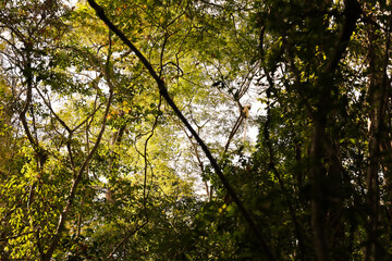Lemurs playfully interacting among the lush trees of Madagascar during daylight hours