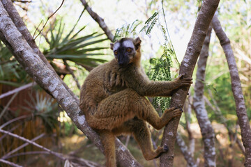 Lemur resting peacefully in a tree amidst the lush greenery of Madagascar during a sunny day