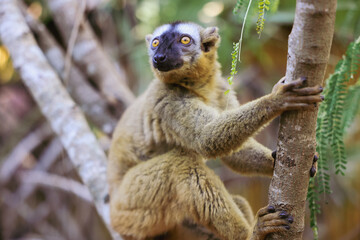 Lemurs exploring the lush forests of Madagascar during a sunny afternoon