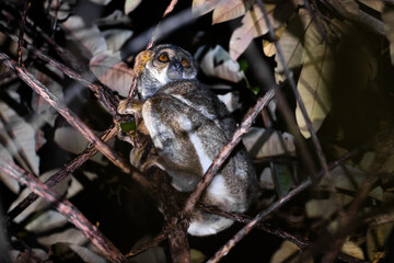 Lemurs navigating the trees at night in Madagascar's lush forests showcasing their unique behavior