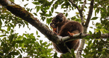 Lemurs resting in the lush canopy of Madagascar during the early morning light
