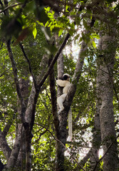 Lemurs climbing trees in a lush forest of Madagascar during a sunny day in their natural habitat