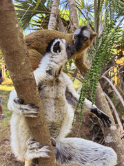 Lemurs interacting playfully in the vibrant forests of Madagascar during a sunny afternoon