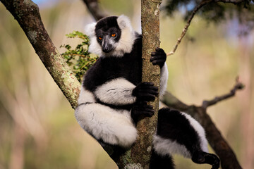Colorful lemur clings to a tree branch in lush Madagascar during daylight hours