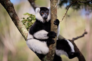 Lemurs relaxing in the trees of Madagascar during the warm afternoon sun, showcasing their playful nature and unique appearance