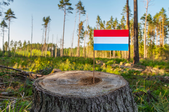 UN Climate Change Conference. Luxembourg Deforestation. Ecological disaster, deforestation in Mersch and Capellen. Felled pine trees.