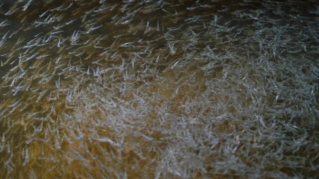 Close up of shrimp swimming in the water shrimp farm