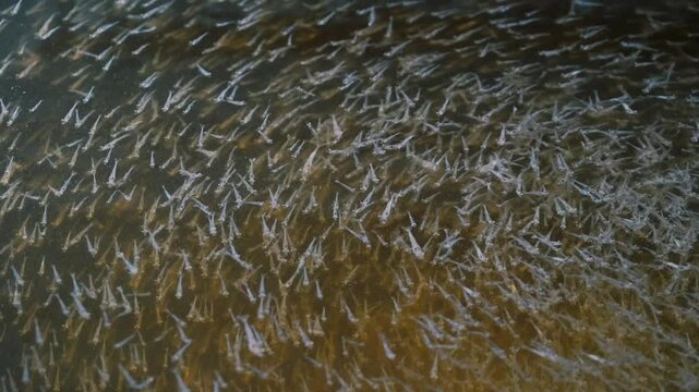 Close up of shrimp swimming in the water shrimp farm