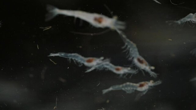Close up of shrimp swimming