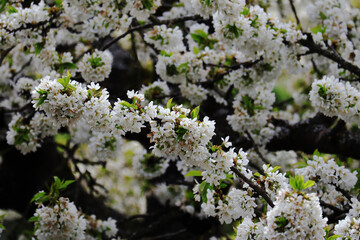 Obstbaumblüte, Obstbaum, Frühling, Blüten