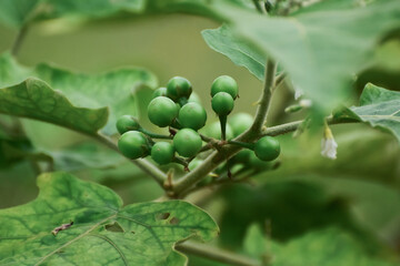 Green eggplant on the branch is a vegetable used for cooking.