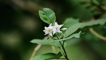 Green eggplant on the branch is a vegetable used for cooking.