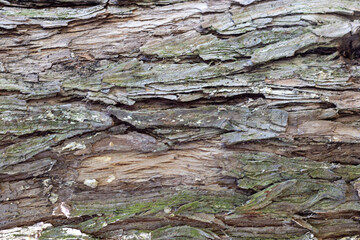 TABLÓN DE MADERA, RUGOSO. MARRÓN.