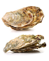 Fresh opened oyster on white background