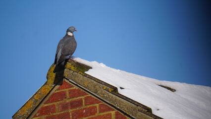 Wood pigeon perching on the corner of a snow-covered roof in winter