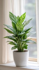 a potted Chinese evergreen plant by the window in minimalist style of indoor plants