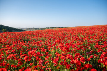 Poppies Field Landscape Spring Blooming Flowers