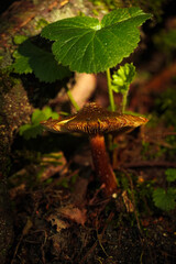 Grzybek w lesie © Lukasz