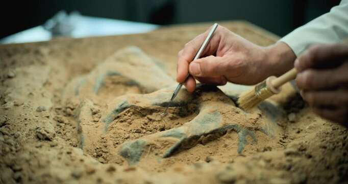 Close up shot of cleaning bones of ancient human or animal from sand using professional tool and brush. Archaeologist works with fossil remains of extinct civilization in archaeological laboratory.