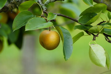 Nashi pear (Pyrus pyrifolia) Rosaceae family. 