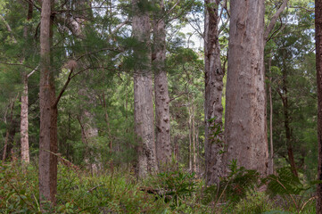 Valley of the Giants, Denmark, Western Australia. Dense forest featuring towering eucalyptus trees and rich undergrowth. A snapshot of lush, natural environment in this iconic Australian wildernes.