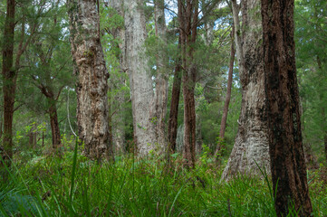 Valley of the Giants, Denmark, Western Australia. Dense forest featuring towering eucalyptus trees and rich undergrowth. A snapshot of lush, natural environment in this iconic Australian wildernes.